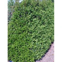 Portugisisk Laurbærkirsebær Prunus Lusitanica 'Angustifolia' Potte 5,0 Liter,- 60-80 Cm. -Siriu Planter Butik fi15901 prunus lusitanica angustifolia 2366