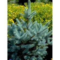 Blågran 'Glauca' Picea Pungens 'Glauca' Potte 3,0 Liter,- 30-40 Cm. -Siriu Planter Butik fi1607 picea pungens edith 5224