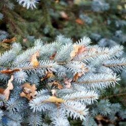 Blågran 'Glauca' Picea Pungens 'Glauca' Potte 3,0 Liter,- 30-40 Cm. -Siriu Planter Butik fi1607 picea pungens edith 7aa8