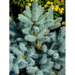 Blågran 'Glauca' Picea Pungens 'Glauca' Potte 3,0 Liter,- 30-40 Cm. -Siriu Planter Butik fi1607 picea pungens edith d414
