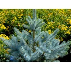Blågran 'Glauca' Picea Pungens 'Glauca' Potte 3,0 Liter,- 30-40 Cm. -Siriu Planter Butik fi1607 picea pungens edith d5f2