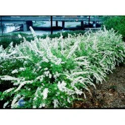 Snedrivebusk 'Grefsheim' Spiraea Cinerea 'Grefsheim' Med Klump,- 125-150 Cm. -Siriu Planter Butik fi16259 spiraea cinerea grefsheim 79fd