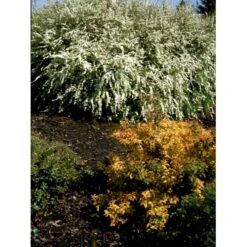 Snedrivebusk 'Grefsheim' Spiraea Cinerea 'Grefsheim' Med Klump,- 125-150 Cm. -Siriu Planter Butik fi16259 spiraea cinerea grefsheim a930