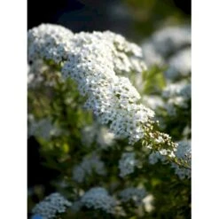 Snedrivebusk 'Grefsheim' Spiraea Cinerea 'Grefsheim' Med Klump,- 125-150 Cm. -Siriu Planter Butik fi16259 spiraea cinerea grefsheim d6ff