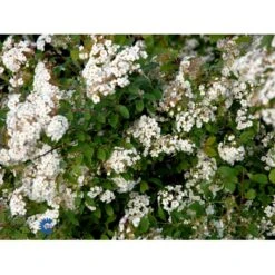 Buketspiræa Spiraea X Vanhouttei Plug + 2 års, 50-80 Cm. 13 Buketspiræa Spiraea X Vanhouttei Plug + 2 års, 50-80 Cm. -Siriu Planter Butik fi16300 spiraea vanhouttei 2a40