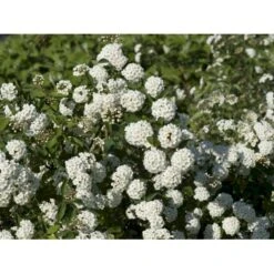 Buketspiræa Spiraea X Vanhouttei Plug + 2 års, 50-80 Cm. 11 Buketspiræa Spiraea X Vanhouttei Plug + 2 års, 50-80 Cm. -Siriu Planter Butik fi16300 spiraea vanhouttei c37c
