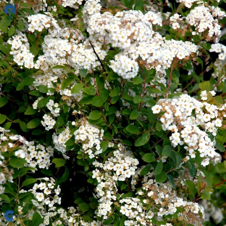 Buketspiræa Spiraea X Vanhouttei Plug + 2 års, 50-80 Cm. 7 Buketspiræa Spiraea X Vanhouttei Plug + 2 års, 50-80 Cm. - Billede 5