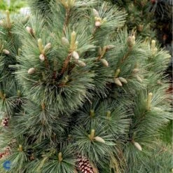Schwerin's Fyr 'Wiethorst' Pinus X Schwerinii 'Wiethorst'(dværgform) Potte 2,5 Liter, - 30-40 Cm. -Siriu Planter Butik fi1784 pinus x schwerinii wiethorst fe7f