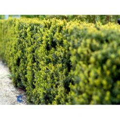 Taks 'Hicksii' Taxus Media 'Hicksii' Med Klump,- 80-100 Cm. -Siriu Planter Butik fi1883 taxus media hicksii 46cd