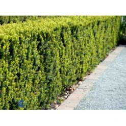 Taks 'Hicksii' Taxus Media 'Hicksii' Med Klump,- 80-100 Cm. -Siriu Planter Butik fi1883 taxus media hicksii 5036