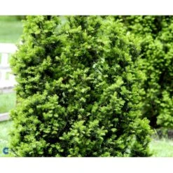 Taks 'Hicksii' Taxus Media 'Hicksii' Med Klump,- 80-100 Cm. -Siriu Planter Butik fi1883 taxus media hicksii 67c5
