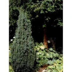 Taks 'Hicksii' Taxus Media 'Hicksii' Med Klump,- 80-100 Cm. -Siriu Planter Butik fi1883 taxus media hicksii feae
