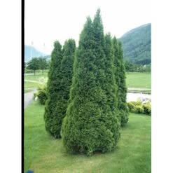Hækthuja 'Holmstrup' Thuja Occidentalis 'Holmstrup' Med Klump,- 60-80 Cm. -Siriu Planter Butik fi1916 thuja occidentalis holmstrup 28bc