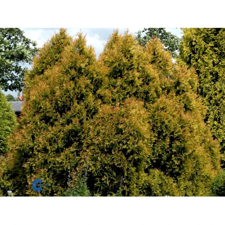 Thuja 'Rheingold' Thuja Occidentalis 'Rheingold' Potte 3,0 Liter,- 25-30 Cm. 9 Thuja 'Rheingold' Thuja Occidentalis 'Rheingold' Potte 3,0 Liter,- 25-30 Cm. - Billede 7
