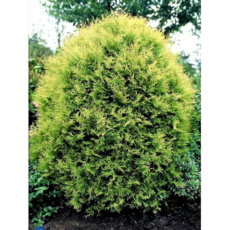 Thuja 'Rheingold' Thuja Occidentalis 'Rheingold' Potte 3,0 Liter,- 25-30 Cm. 8 Thuja 'Rheingold' Thuja Occidentalis 'Rheingold' Potte 3,0 Liter,- 25-30 Cm. - Billede 6