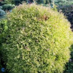 Thuja 'Rheingold' Thuja Occidentalis 'Rheingold' Potte 3,0 Liter,- 25-30 Cm. 14 Thuja 'Rheingold' Thuja Occidentalis 'Rheingold' Potte 3,0 Liter,- 25-30 Cm. -Siriu Planter Butik fi1926 thuja occidentalis rheingold e9f0