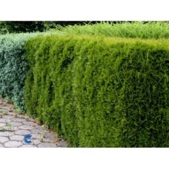 Hækthuja 'Smaragd' Thuja Occidentalis 'Smaragd' Med Klump,- 150-175 Cm. 16 Hækthuja 'Smaragd' Thuja Occidentalis 'Smaragd' Med Klump,- 150-175 Cm. -Siriu Planter Butik fi1932 thuja occidentalis smaragd 2540