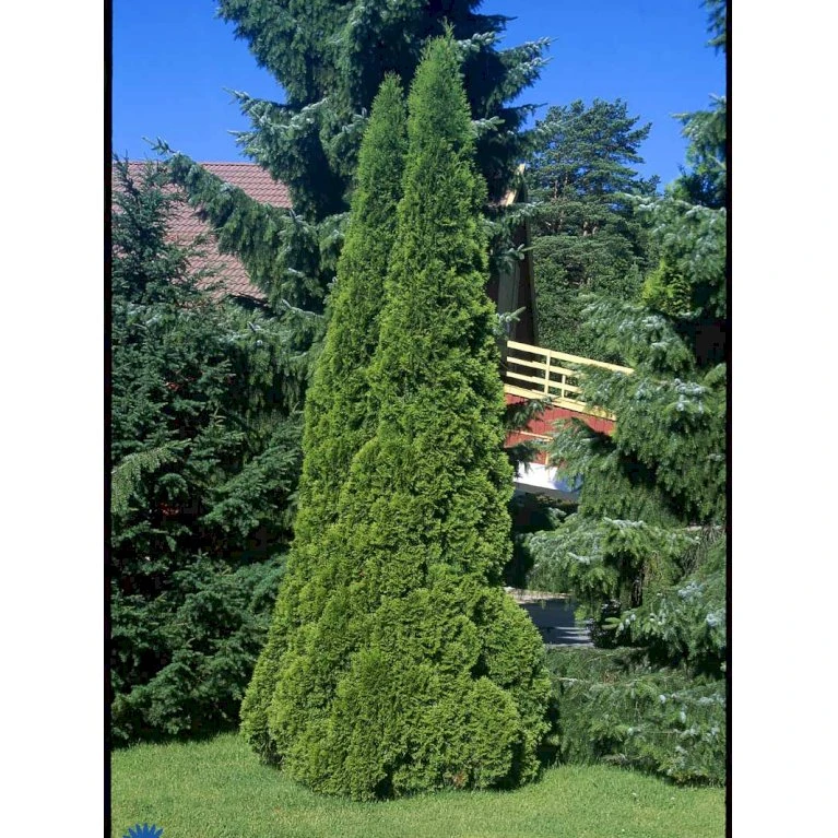 Hækthuja 'Smaragd' Thuja Occidentalis 'Smaragd' Med Klump,- 150-175 Cm. 8 Hækthuja 'Smaragd' Thuja Occidentalis 'Smaragd' Med Klump,- 150-175 Cm. - Billede 6