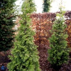 Almindelig Thuja 'Yellow Ribbon' Thuja Occidentalis 'Yellow Ribbon' Potte 3,0 Liter,- 40-60 Cm. -Siriu Planter Butik fi1944 thuja occidentalis yellow ribbon 17b3
