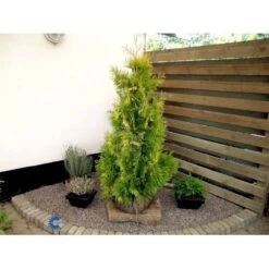 Almindelig Thuja 'Yellow Ribbon' Thuja Occidentalis 'Yellow Ribbon' Potte 3,0 Liter,- 40-60 Cm. -Siriu Planter Butik fi1944 thuja occidentalis yellow ribbon 54a9