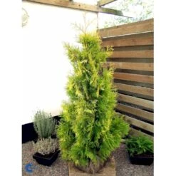 Almindelig Thuja 'Yellow Ribbon' Thuja Occidentalis 'Yellow Ribbon' Potte 3,0 Liter,- 40-60 Cm. -Siriu Planter Butik fi1944 thuja occidentalis yellow ribbon 6475