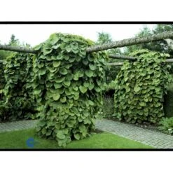 Tobakspibeplante Aristolochia Macrophylla Potte 5,0 Liter,- Opbundet 100-150 Cm. -Siriu Planter Butik fi5626 aristolochia macrophylla e512