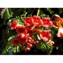 Almindelig Trompetblomst Campsis Radicans Potte 2,0 Liter,- Opbundet 60-100 Cm -Siriu Planter Butik fi5628 campsis radicans 2d07