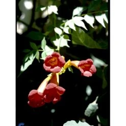 Almindelig Trompetblomst Campsis Radicans Potte 2,0 Liter,- Opbundet 60-100 Cm -Siriu Planter Butik fi5628 campsis radicans 5abf