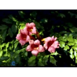 Almindelig Trompetblomst Campsis Radicans Potte 2,0 Liter,- Opbundet 60-100 Cm -Siriu Planter Butik fi5628 campsis radicans 8491