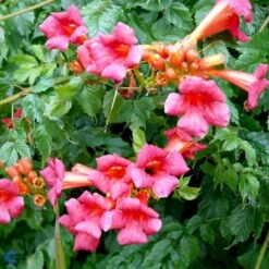 Almindelig Trompetblomst Campsis Radicans Potte 2,0 Liter,- Opbundet 60-100 Cm -Siriu Planter Butik fi5628 campsis radicans 99f9