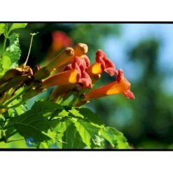 Almindelig Trompetblomst Campsis Radicans Potte 2,0 Liter,- Opbundet 60-100 Cm -Siriu Planter Butik fi5628 campsis radicans c40a