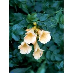 Trompetblomst 'Flava' Campsis Radicans 'Flava' Potte 7,5 Liter,- Opbundet 150-200 Cm. -Siriu Planter Butik fi5630 campsis radicans flava 1a2d