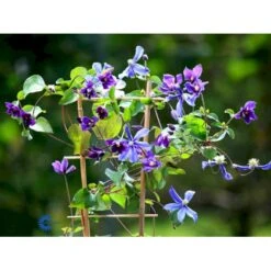 Staudeklematis 'Arabella' Clematis Integrifolia 'Arabella' Potte 2,0 Liter,- Opbundet -Siriu Planter Butik fi5642 clematis arabella 8d7b