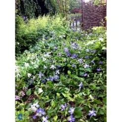 Staudeklematis 'Arabella' Clematis Integrifolia 'Arabella' Potte 2,0 Liter,- Opbundet -Siriu Planter Butik fi5642 clematis arabella ebc7