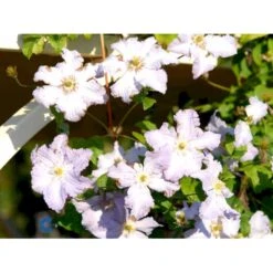 Italiensk Skovranke 'Blekitny Aniol' Clematis Viticella 'Blekitny Aniol' (syn. Blue Angel) Potte 2,0 Liter,- Opbundet 60-100 Cm -Siriu Planter Butik fi5654 clematis blekitny aniol 50ab