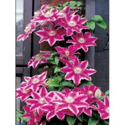 Klematis 'Dr. Ruppel' Clematis Hybrid 'Dr. Ruppel' Potte 2,0 Liter,- Opbundet -Siriu Planter Butik fi5674 clematis dr ruppel 0fbd