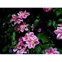 Klematis 'Dr. Ruppel' Clematis Hybrid 'Dr. Ruppel' Potte 2,0 Liter,- Opbundet -Siriu Planter Butik fi5674 clematis dr ruppel 73c3