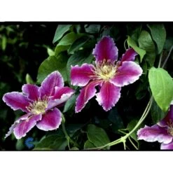Klematis 'Dr. Ruppel' Clematis Hybrid 'Dr. Ruppel' Potte 2,0 Liter,- Opbundet -Siriu Planter Butik fi5674 clematis dr ruppel 7fa3