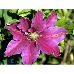 Klematis 'Dr. Ruppel' Clematis Hybrid 'Dr. Ruppel' Potte 2,0 Liter,- Opbundet -Siriu Planter Butik fi5674 clematis dr ruppel 864b