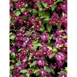 Italiensk Skovranke 'Etoile Violette' Clematis Viticella 'Etoile Violette' Potte 5,0 Liter,- Opbundet 100-150 Cm. -Siriu Planter Butik fi5685 clematis etoile violette 7926