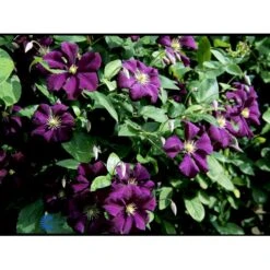 Italiensk Skovranke 'Etoile Violette' Clematis Viticella 'Etoile Violette' Potte 5,0 Liter,- Opbundet 100-150 Cm. -Siriu Planter Butik fi5685 clematis etoile violette 9c74