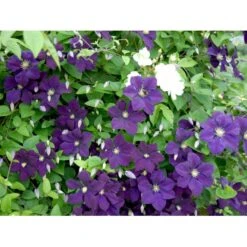 Italiensk Skovranke 'Etoile Violette' Clematis Viticella 'Etoile Violette' Potte 5,0 Liter,- Opbundet 100-150 Cm. -Siriu Planter Butik fi5685 clematis etoile violette dfcd