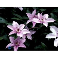 Klematis 'Hagley Hybrid' Clematis Hybrid 'Hagley Hybrid' Potte 2,0 Liter,- Opbundet -Siriu Planter Butik fi5703 clematis hagley hybrid 48c6