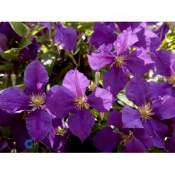 Klematis 'Jackmanii' Clematis Hybrid 'Jackmanii' Potte 2,0 Liter,- Opbundet -Siriu Planter Butik fi5714 clematis jackmanii 1ee7