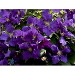 Klematis 'Jackmanii' Clematis Hybrid 'Jackmanii' Potte 2,0 Liter,- Opbundet -Siriu Planter Butik fi5714 clematis jackmanii 24b3