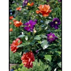 Klematis 'Jackmanii' Clematis Hybrid 'Jackmanii' Potte 2,0 Liter,- Opbundet -Siriu Planter Butik fi5714 clematis jackmanii e5a8