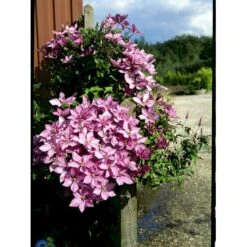 Klematis 'Margaret Hunt' Clematis Hybrid 'Margaret Hunt' Potte 2,0 Liter,- Opbundet -Siriu Planter Butik fi5741 clematis margaret hunt 34c9