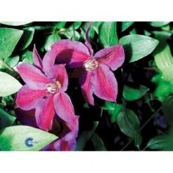 Klematis 'Mrs. N. Thompson' Clematis Hybrid 'Mrs. N. Thompson' Potte 2,0 Liter,- Opbundet 60-100 Cm -Siriu Planter Butik fi5749 clematis mrs n thompson 6bf0