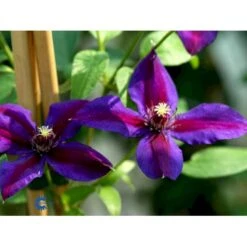 Klematis 'Mrs. N. Thompson' Clematis Hybrid 'Mrs. N. Thompson' Potte 2,0 Liter,- Opbundet 60-100 Cm -Siriu Planter Butik fi5749 clematis mrs n thompson f1df