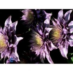 Klematis 'Multi Blue' Clematis Hybrid 'Multi Blue' Potte 2,0 Liter,- Opbundet -Siriu Planter Butik fi5751 clematis multi blue 221a